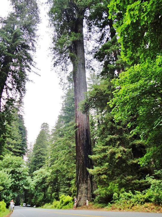 Ads at the foot of a giant redwood tree